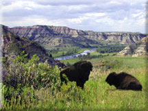 Photo: Buffalo & Bluffs